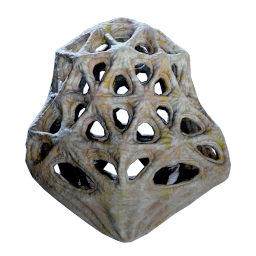 笼海柳