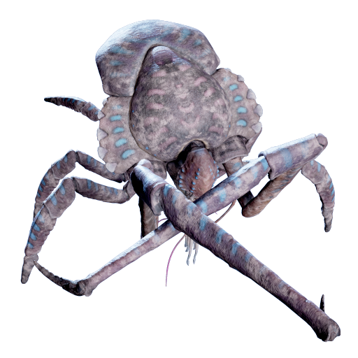 Coral Crab