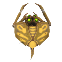 Locust